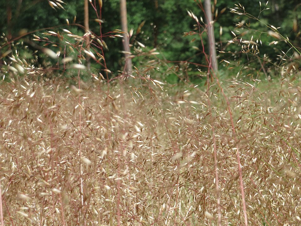 Avenella flexuosa (wavy hair-grass)