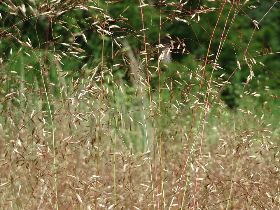 Avenella flexuosa (wavy hair-grass)