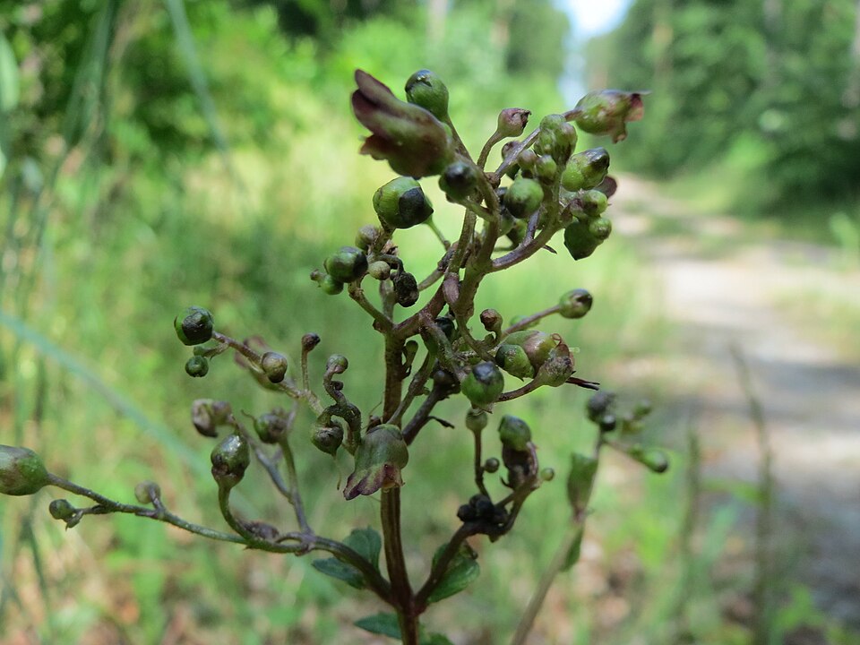 Scrophularia nodosa (Common Figwort)