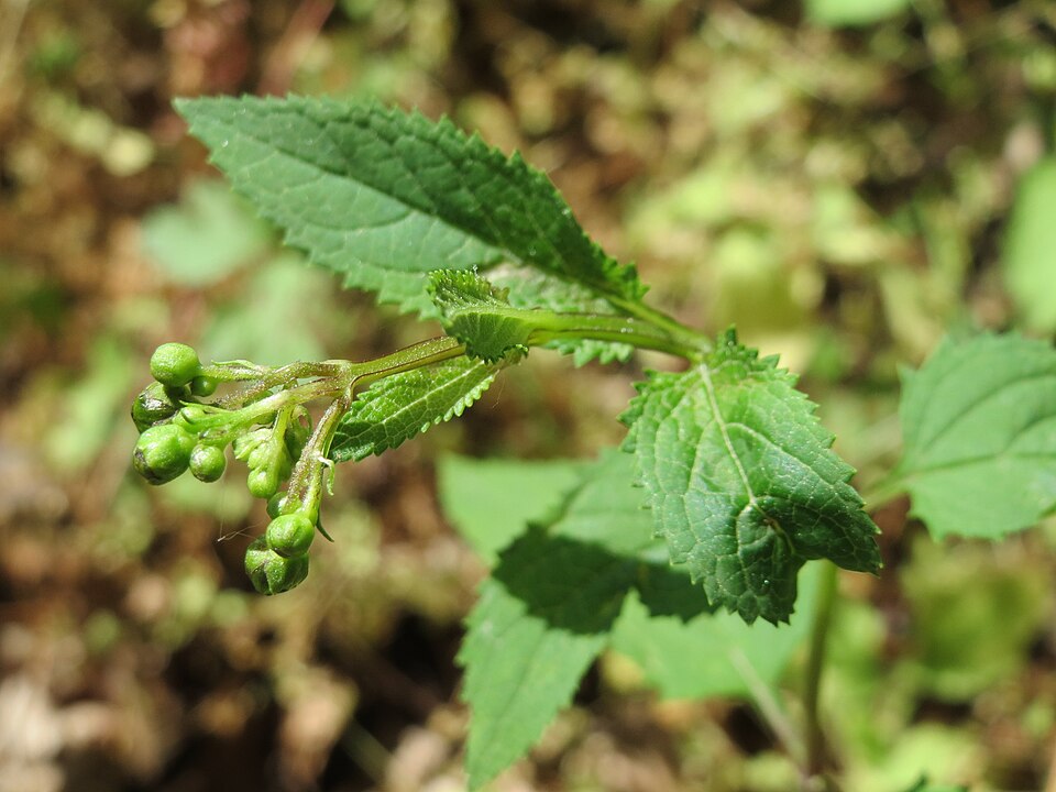 Scrophularia nodosa (Common Figwort)