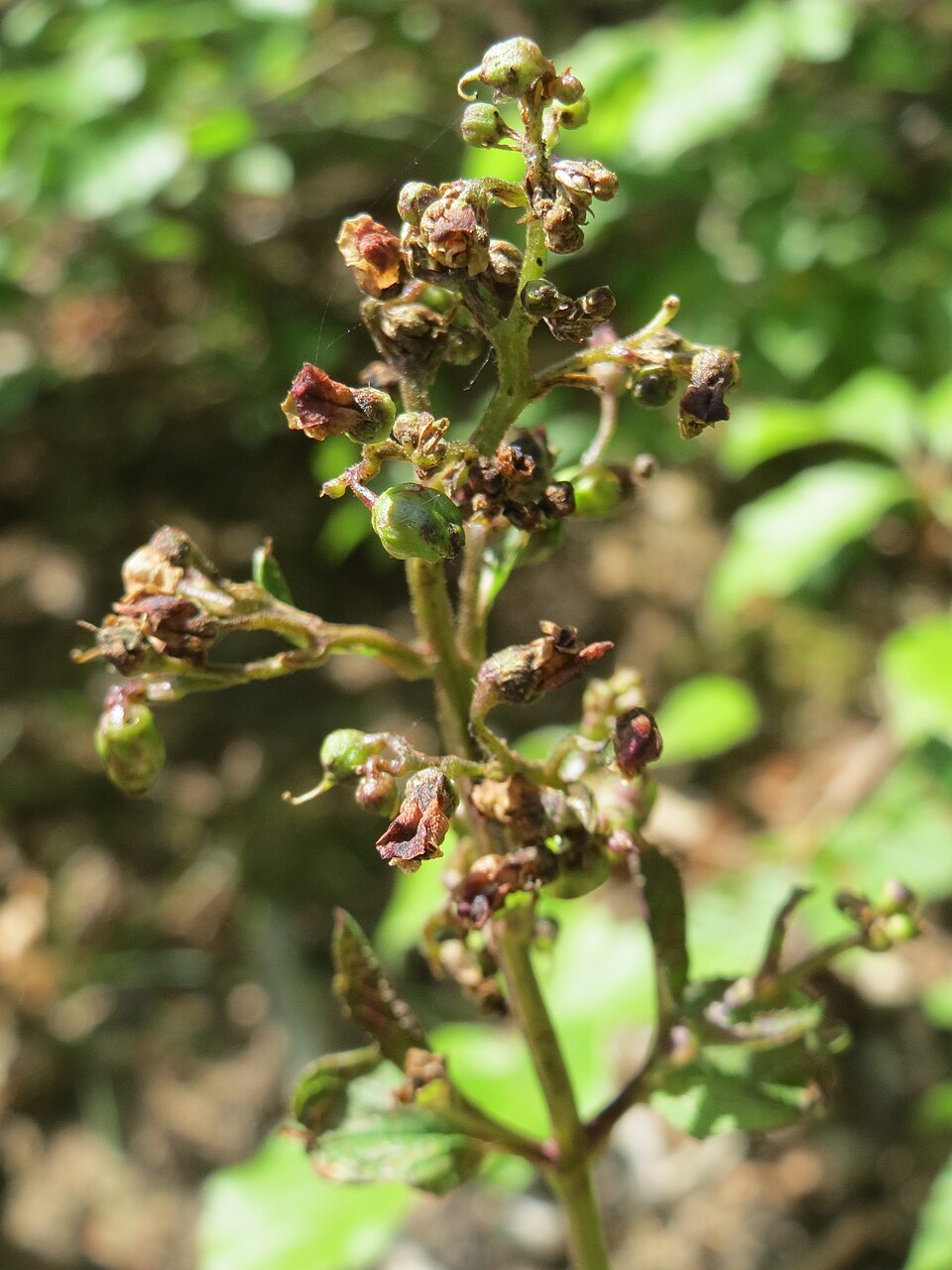 Scrophularia nodosa (Common Figwort)