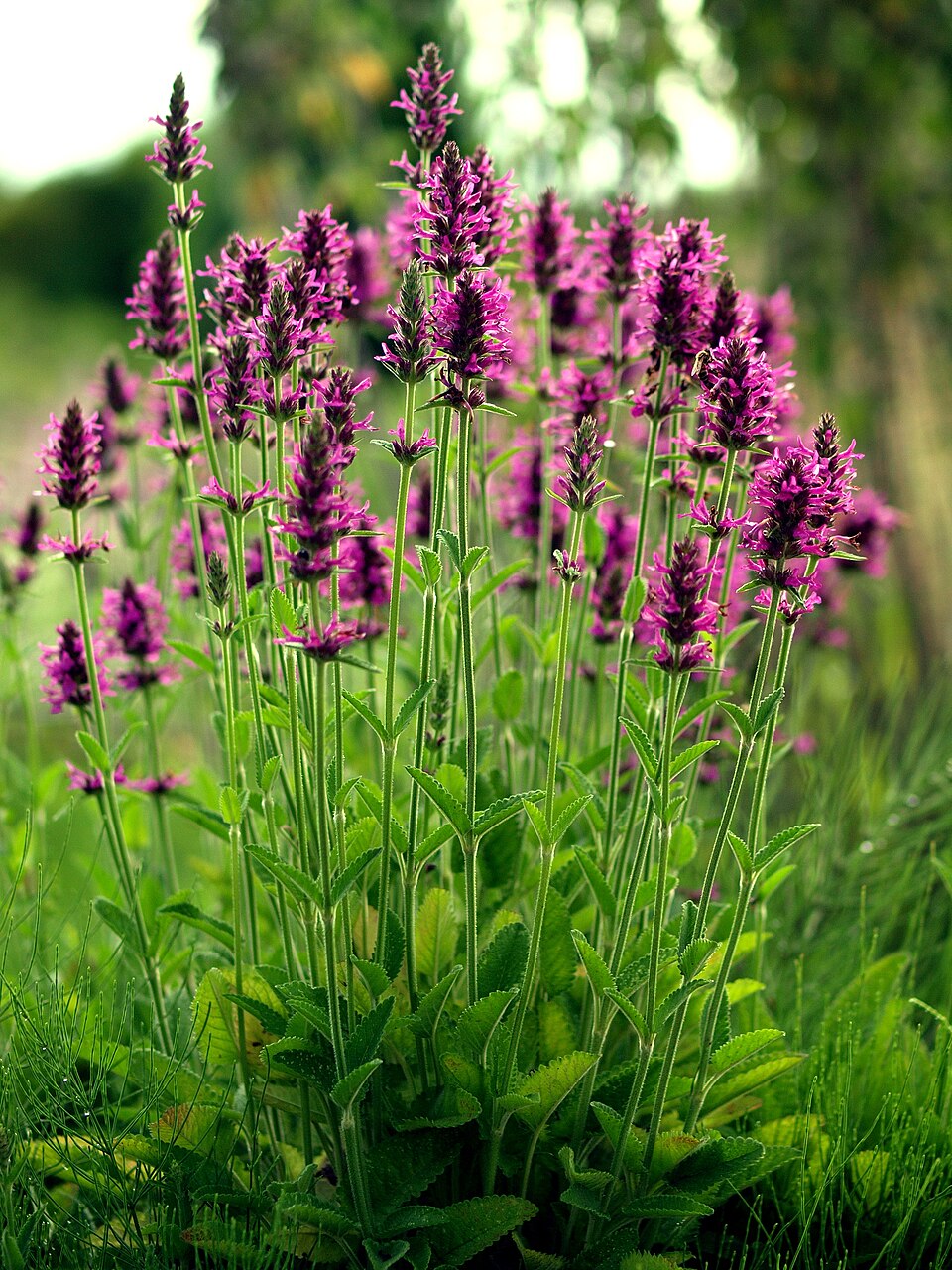 Betonica officinalis (common hedge-nettle)