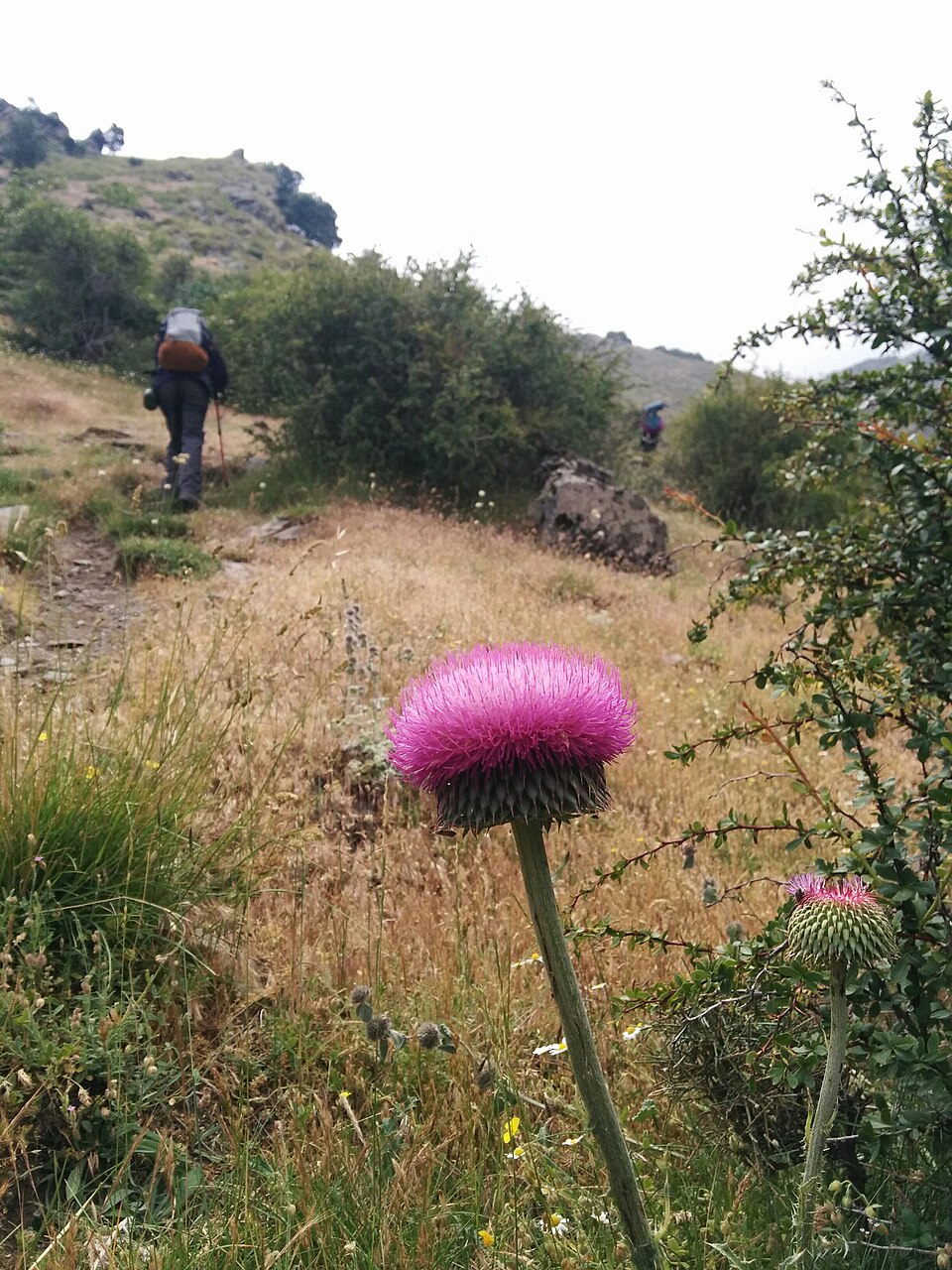 Carduus (plumeless thistles)