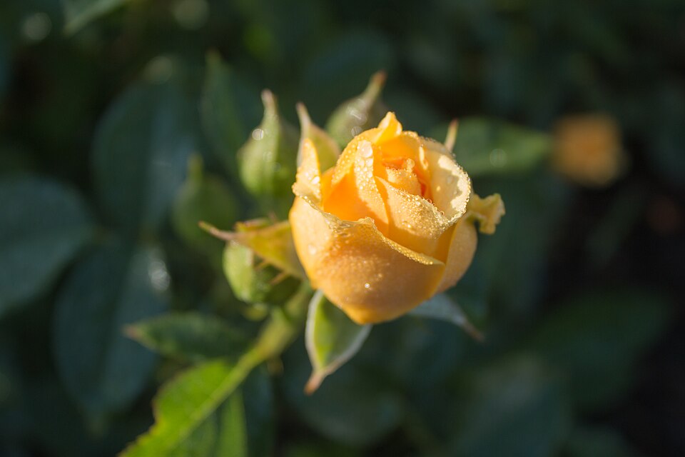 Rosa 'Julia Child' (Julia Child Rose) (alternate view 4)
