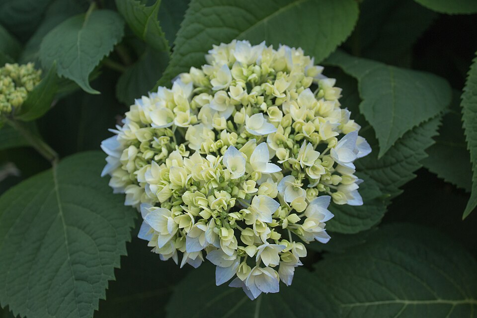Hydrangea macrophylla 'Endless Summer' (Endless Summer Hydrangea) (alternate view 3)