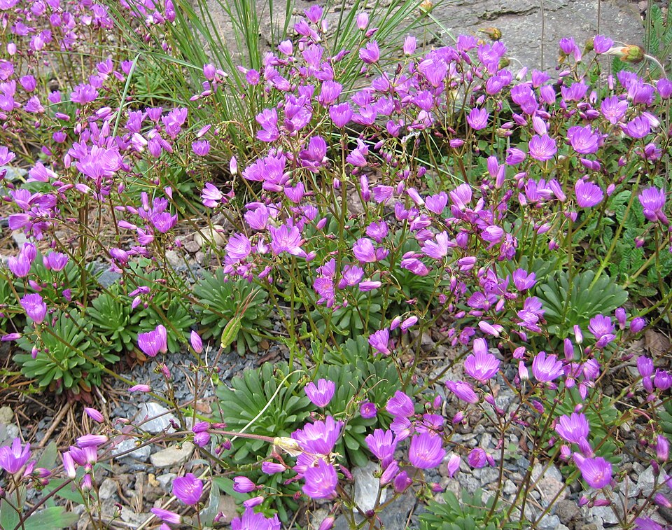 Lewisia columbiana (Columbia Lewisia) (alternate view 6)