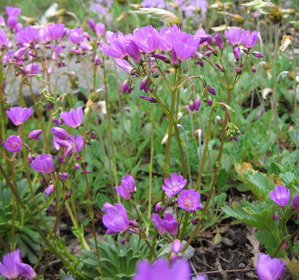 Lewisia columbiana (Columbia Lewisia) (alternate view 7)