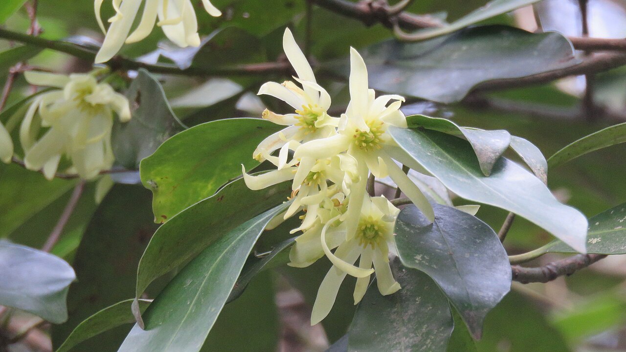 Illicium anisatum, Japanese star anise — upright evergreen (Schisandraceae) (image 3 of 10)