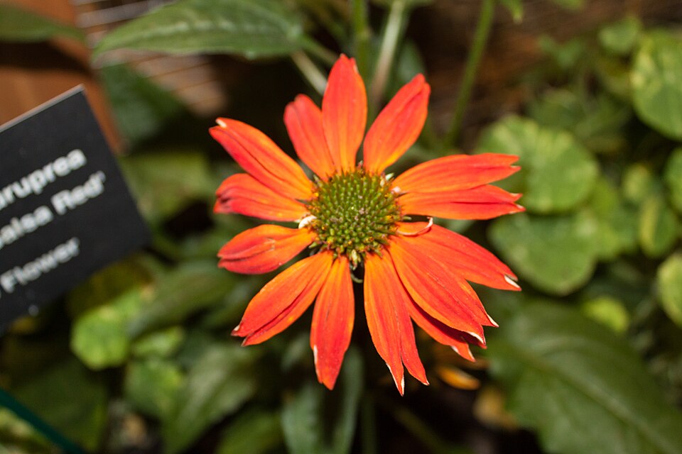 Echinacea purpurea 'Sombrero Salsa Red' (Sombrero Salsa Red Coneflower)