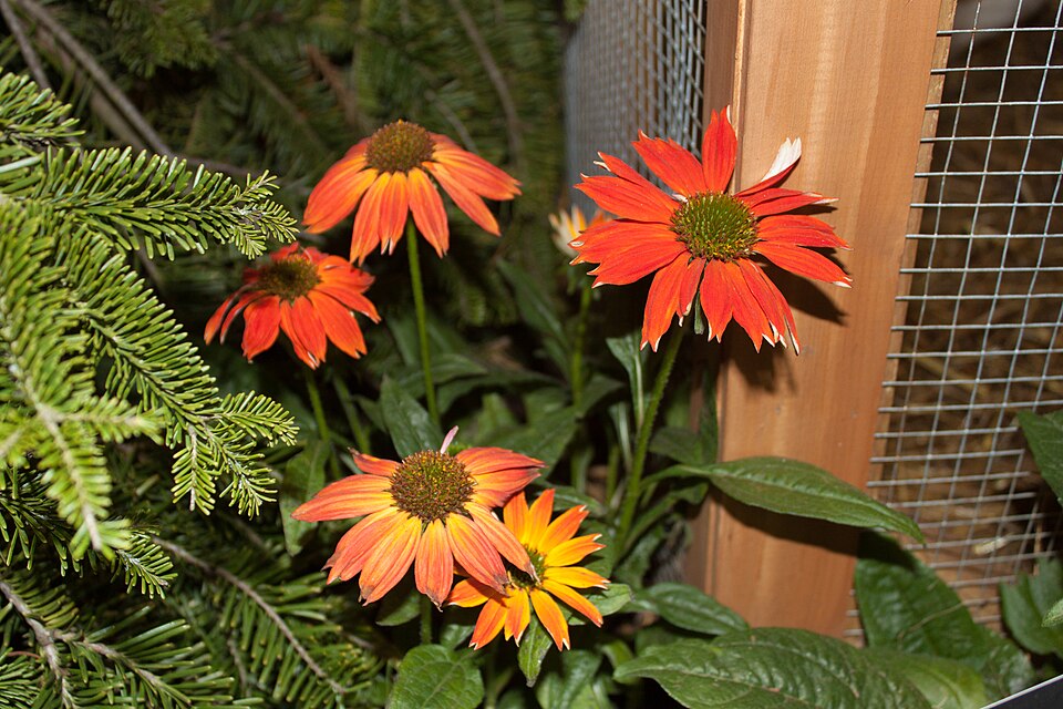 Echinacea purpurea 'Sombrero Salsa Red' (Sombrero Salsa Red Coneflower) (alternate view 2)