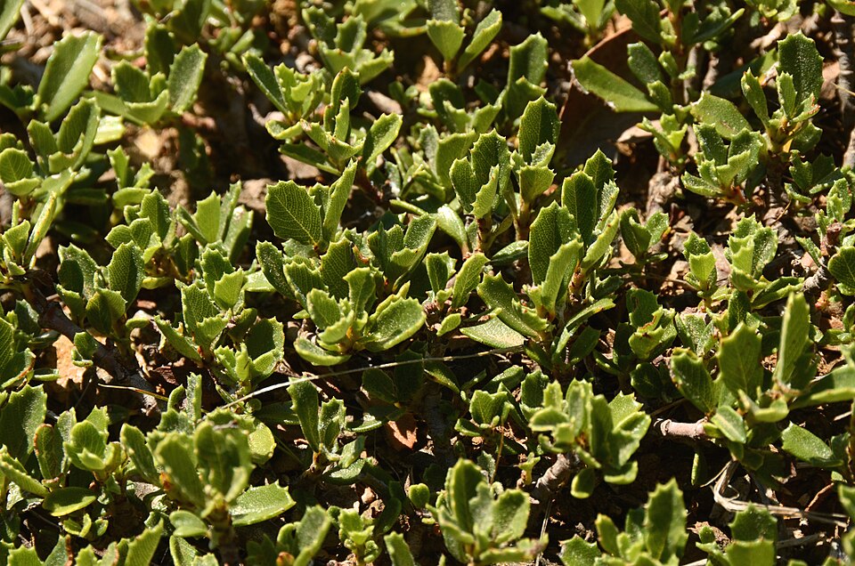 Ceanothus prostratus (Mahala mat) (alternate view 6)