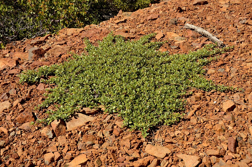 Ceanothus prostratus (Mahala mat) (alternate view 7)