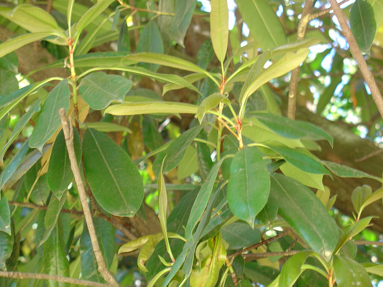 Photinia glabra, Japanese photinia — upright evergreen (Rosaceae) (image 5 of 10)