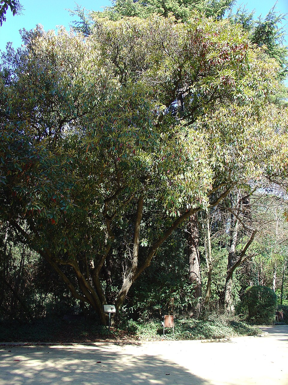Photinia serratifolia (Chinese Photinia) (alternate view 9)