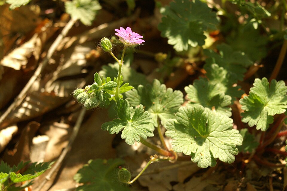 Geranium molle (dovefoot geranium) (alternate view 10)