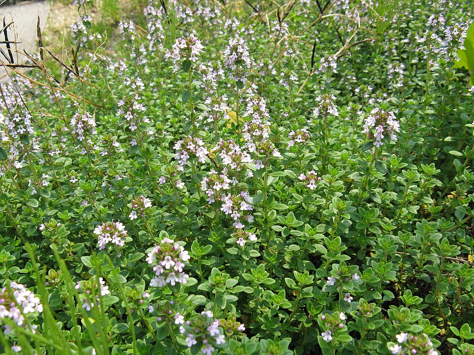 Thymus serpyllum 'Albus' (White Creeping Thyme)
