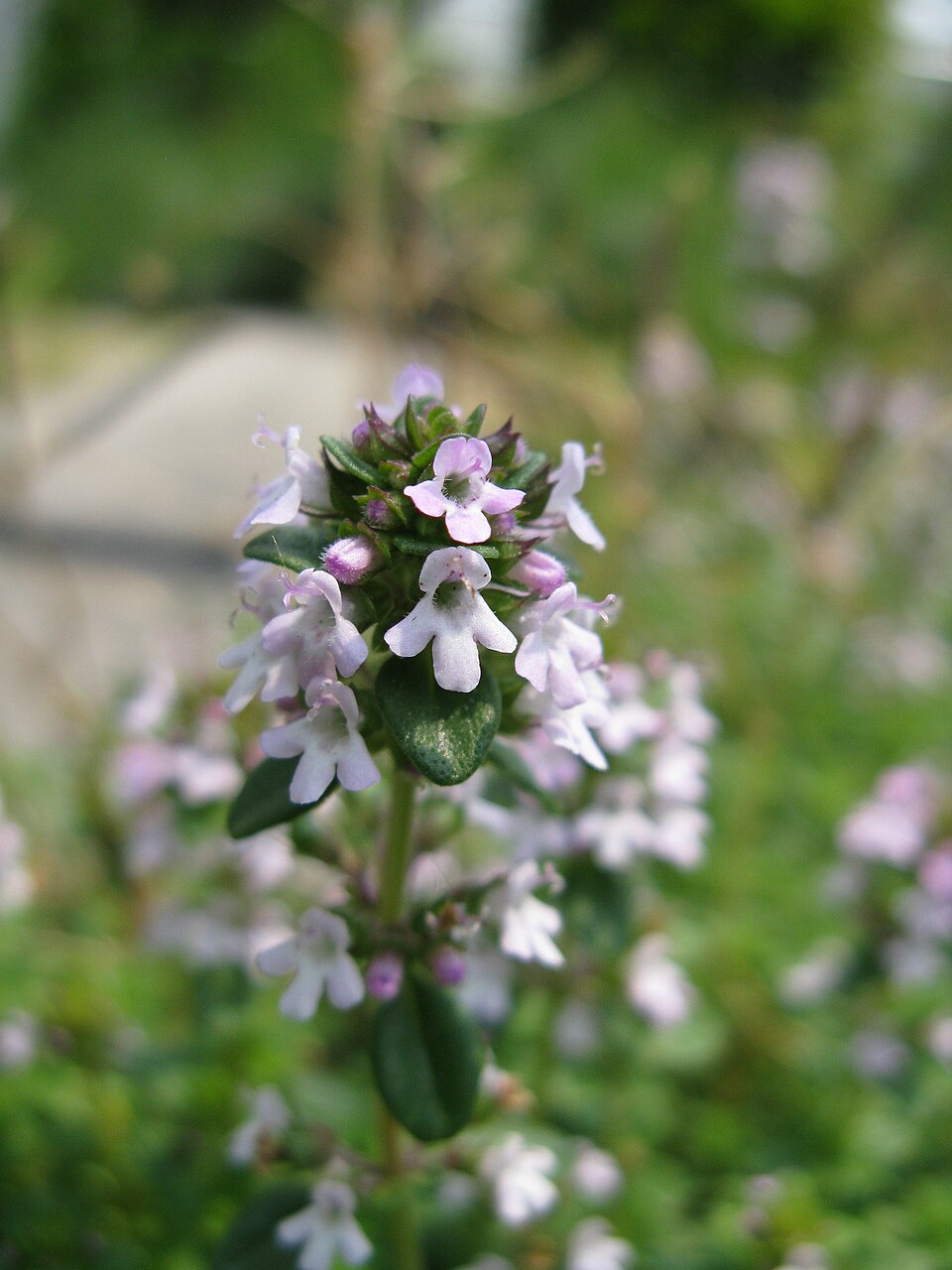Thymus serpyllum 'Albus' (White Creeping Thyme) (alternate view 2)