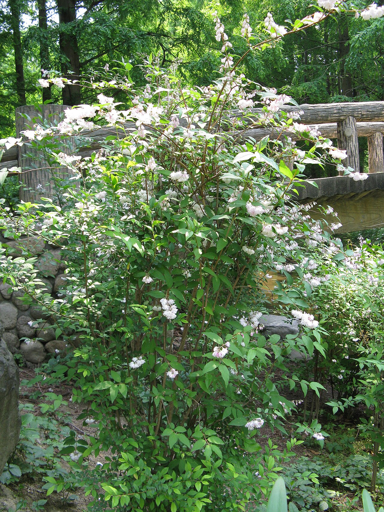 Deutzia crenata, Fuzzy deutzia — upright deciduous (Hydrangeaceae) (image 7 of 10)
