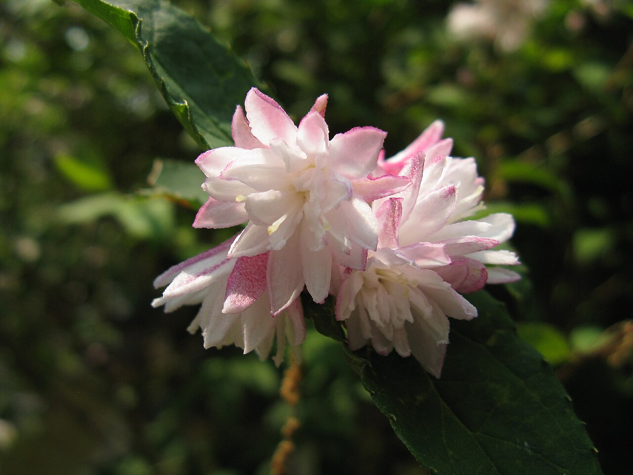 Deutzia crenata, Fuzzy deutzia — upright deciduous (Hydrangeaceae) (image 8 of 10)