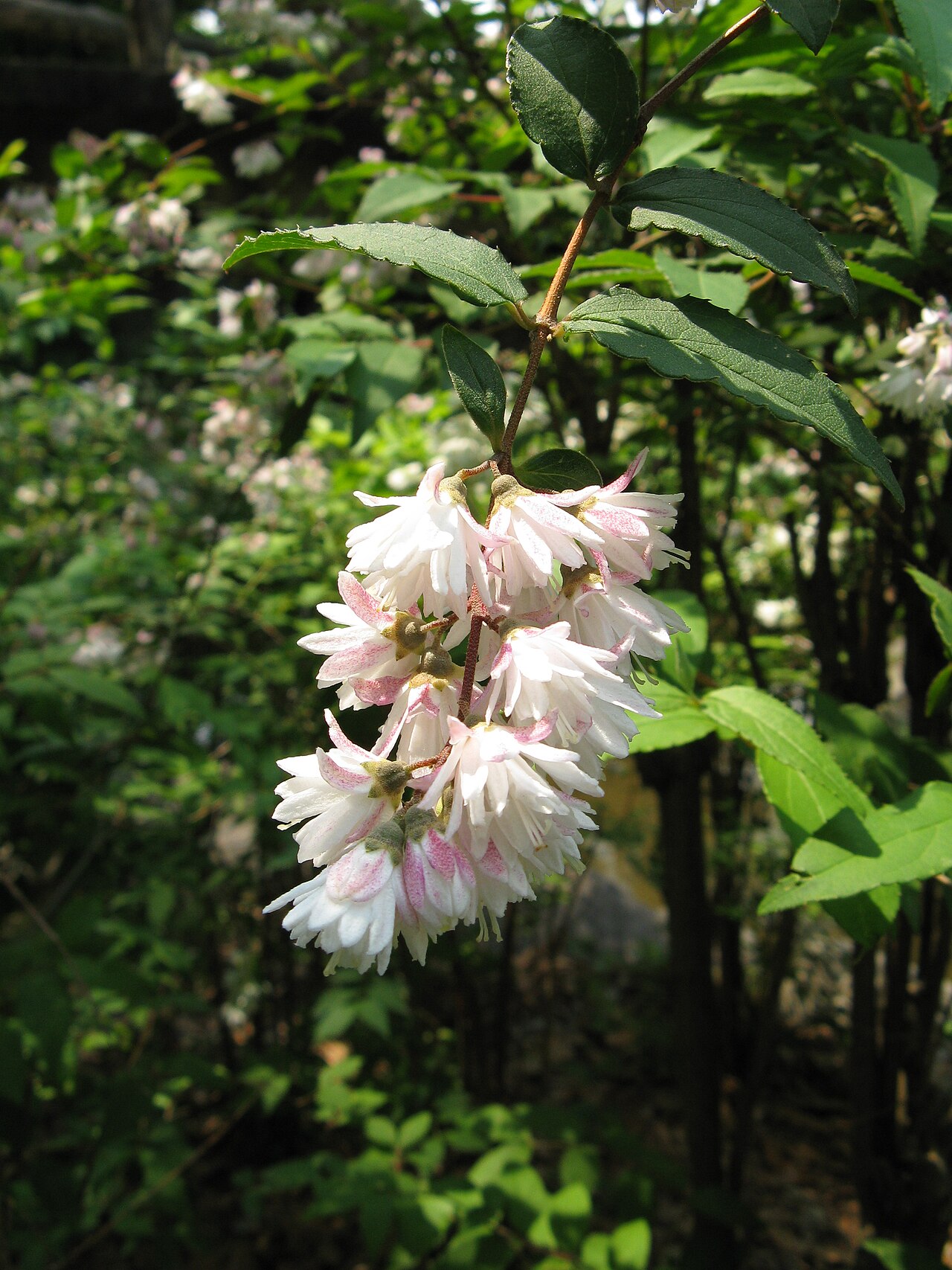 Deutzia crenata, Fuzzy deutzia — upright deciduous (Hydrangeaceae) (image 9 of 10)
