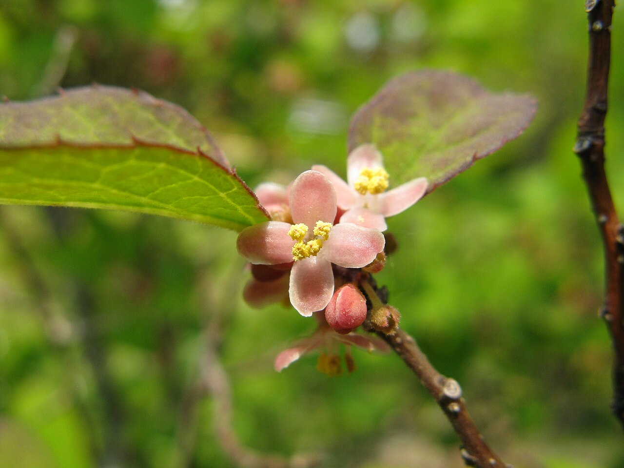 Ilex serrata, Japanese winterberry — spreading deciduous (Aquifoliaceae) (image 4 of 10)