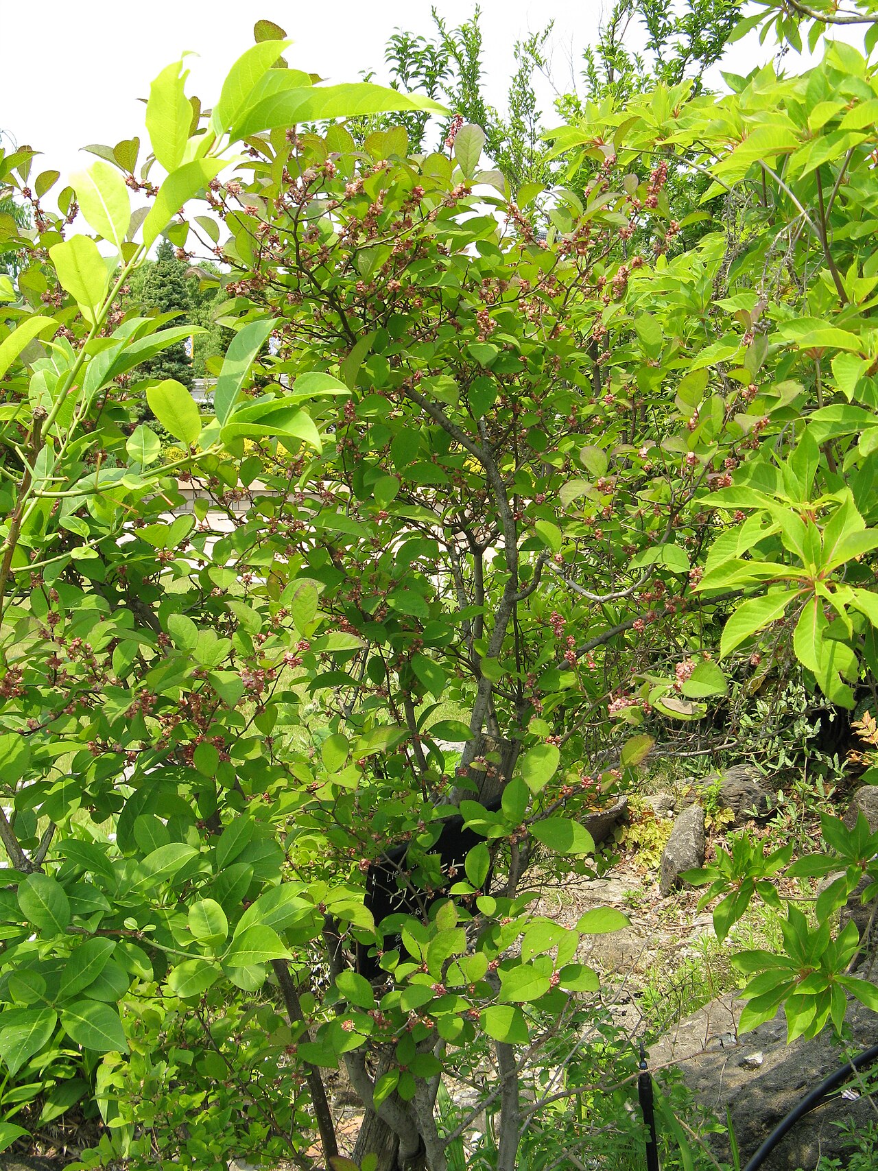 Ilex serrata, Japanese winterberry — spreading deciduous (Aquifoliaceae) (image 5 of 10)