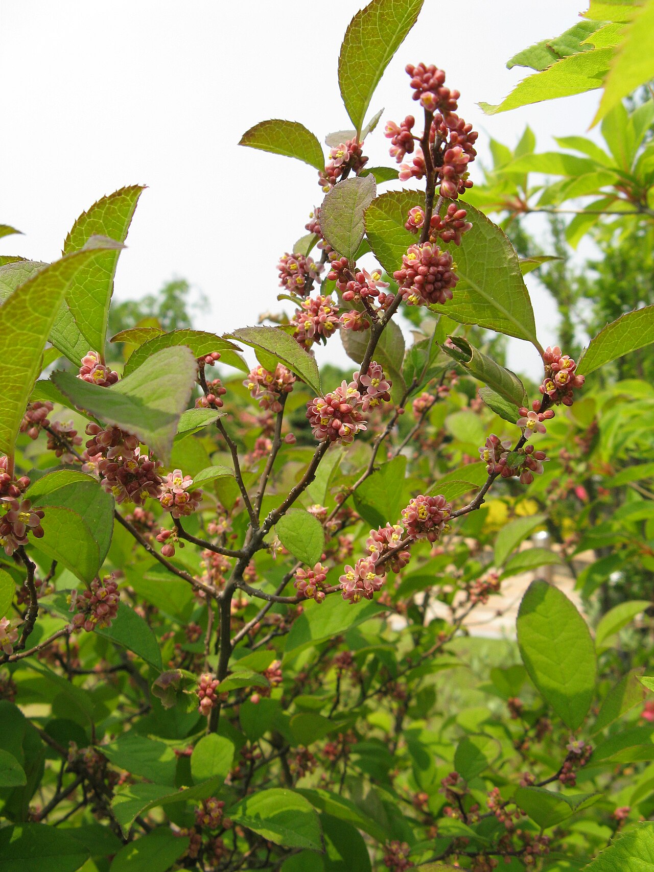 Ilex serrata, Japanese winterberry — spreading deciduous (Aquifoliaceae) (image 6 of 10)