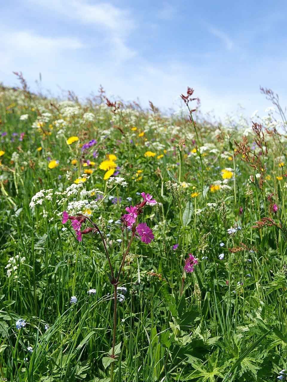 Silene dioica (red campion)