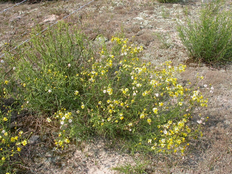 Senecio inaequidens (Narrow-leaved Ragwort)