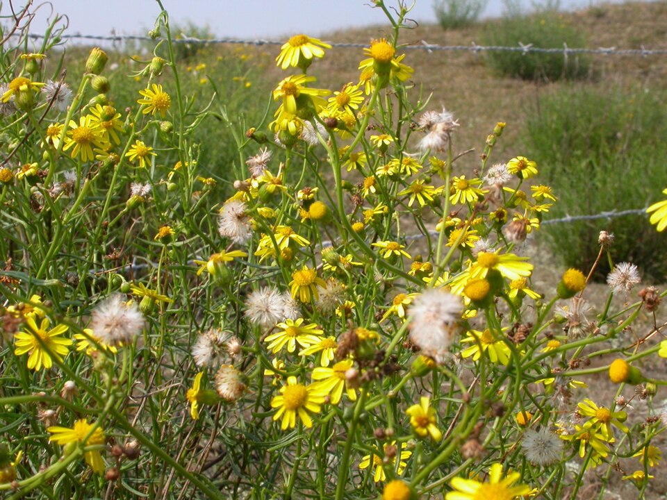Senecio inaequidens (Narrow-leaved Ragwort)