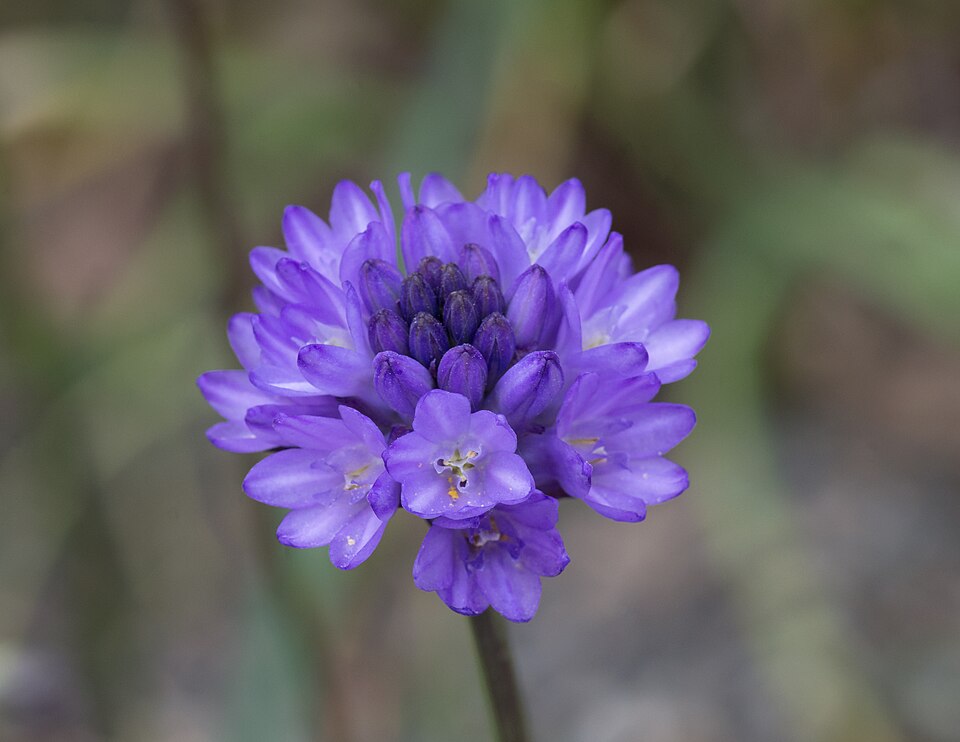 Dichelostemma congestum (Ookow) (alternate view 5)