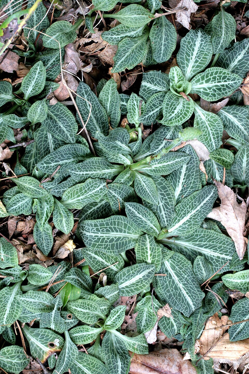 Goodyera pubescens (downy rattlesnake plantain)