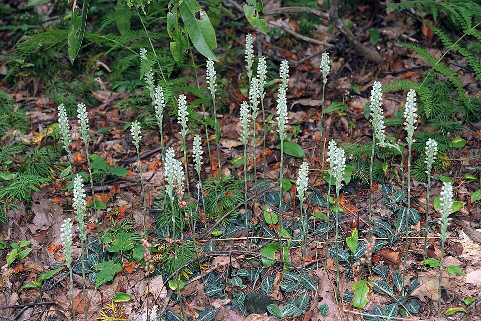 Goodyera pubescens (downy rattlesnake plantain)