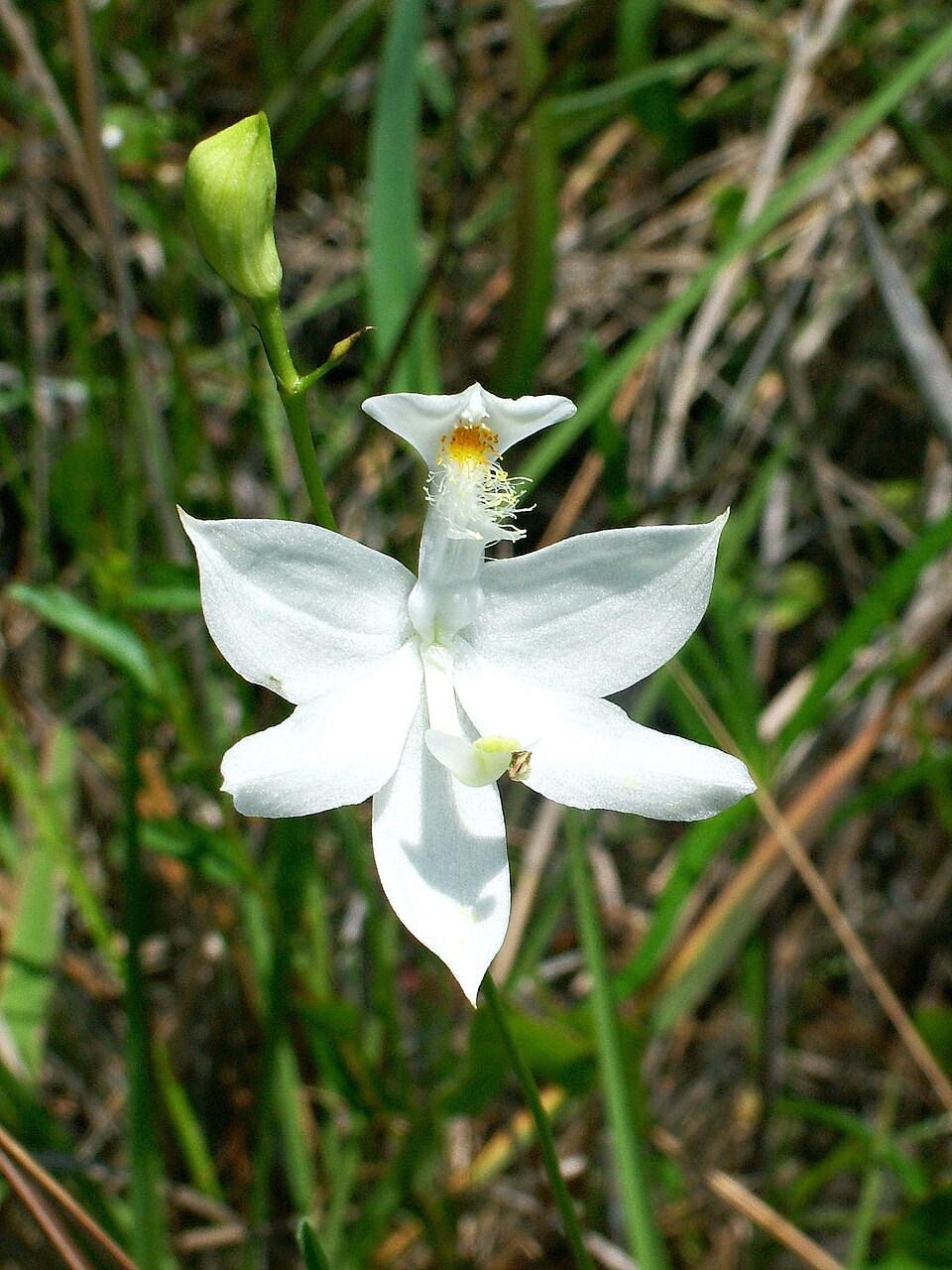 Calopogon tuberosus (Tuberous Grasspink) (alternate view 8)