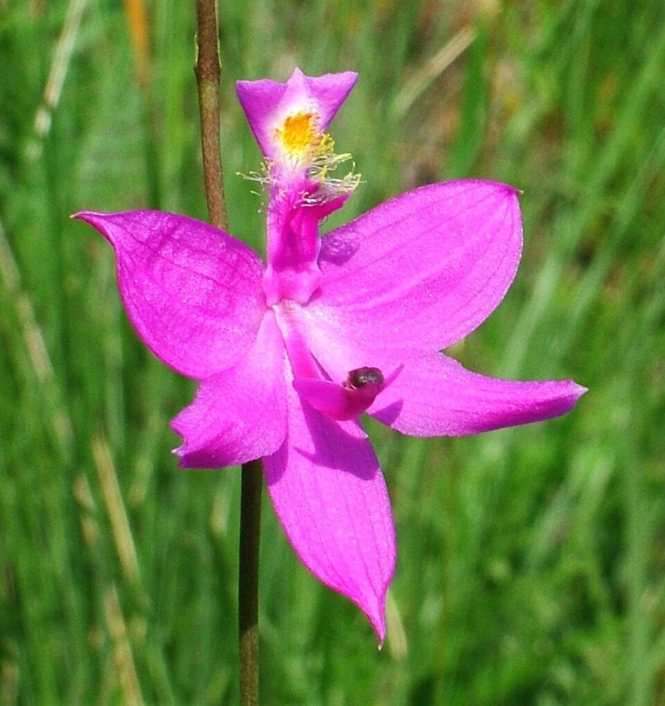 Calopogon tuberosus (Tuberous Grasspink) (alternate view 9)
