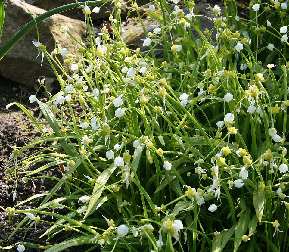 Allium paradoxum (Few-flowered Leek)
