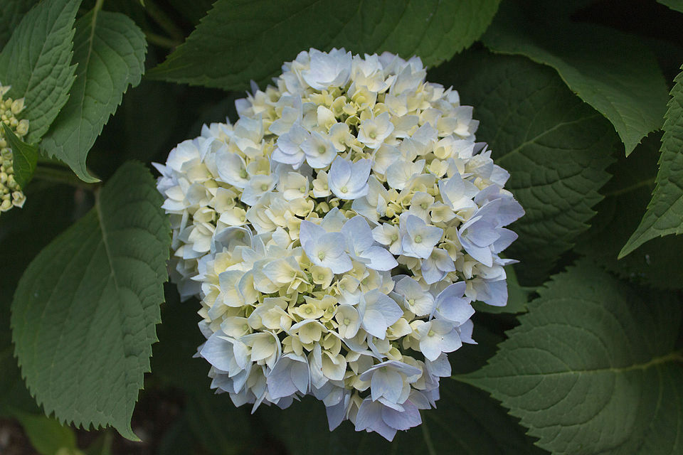 Hydrangea macrophylla 'Endless Summer' (Endless Summer Hydrangea) (alternate view 4)