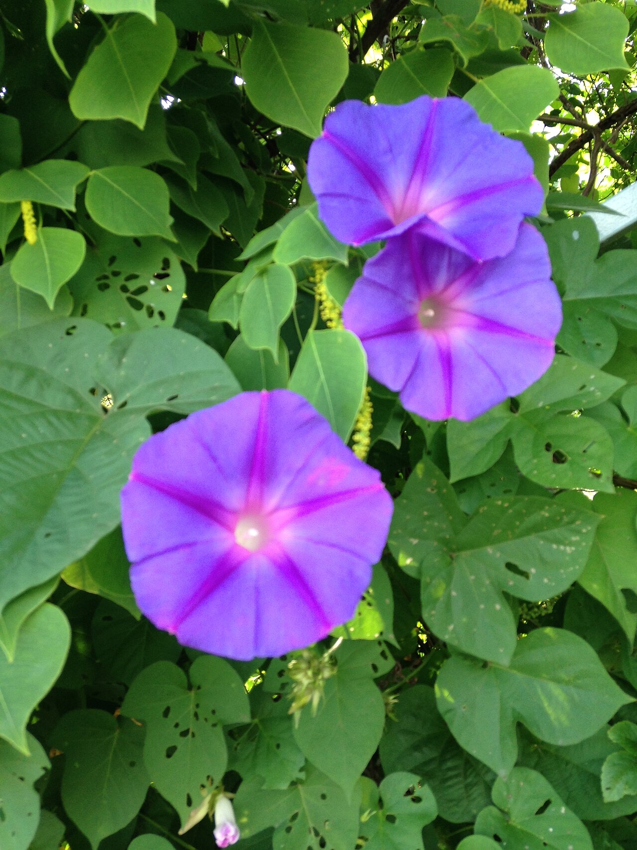 Ipomoea nil, Japanese morning glory — vining deciduous (Convolvulaceae) (image 8 of 10)