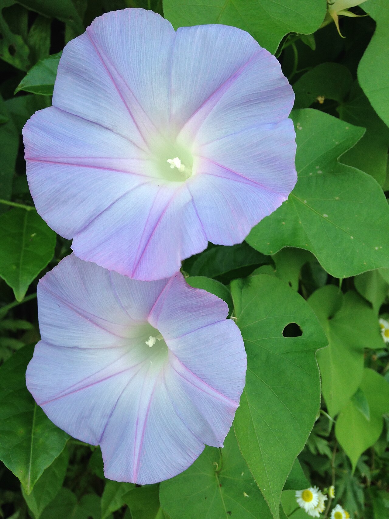 Ipomoea nil, Japanese morning glory — vining deciduous (Convolvulaceae) (image 9 of 10)