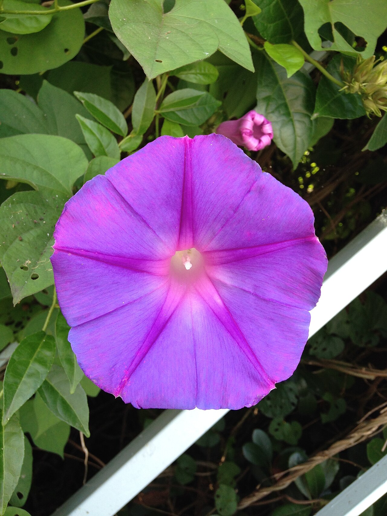 Ipomoea nil, Japanese morning glory — vining deciduous (Convolvulaceae) (image 10 of 10)