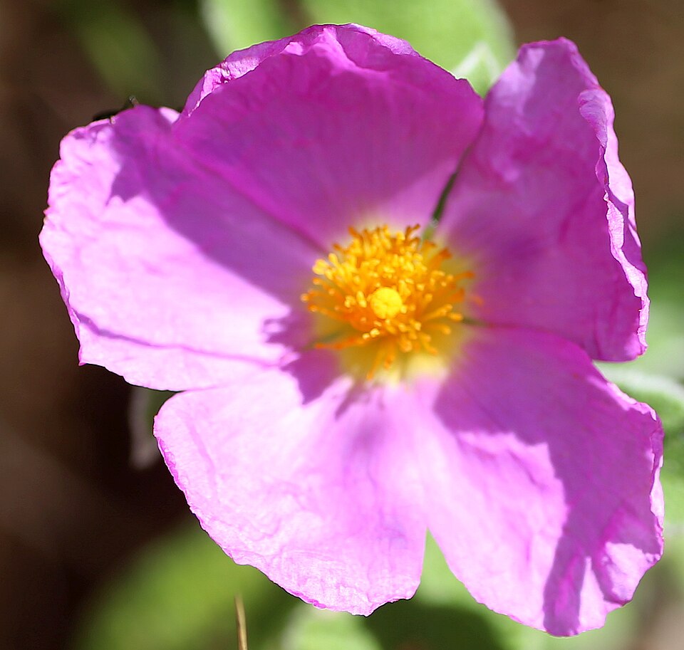 Cistus × incanus (Magenta Rockrose) (alternate view 10)