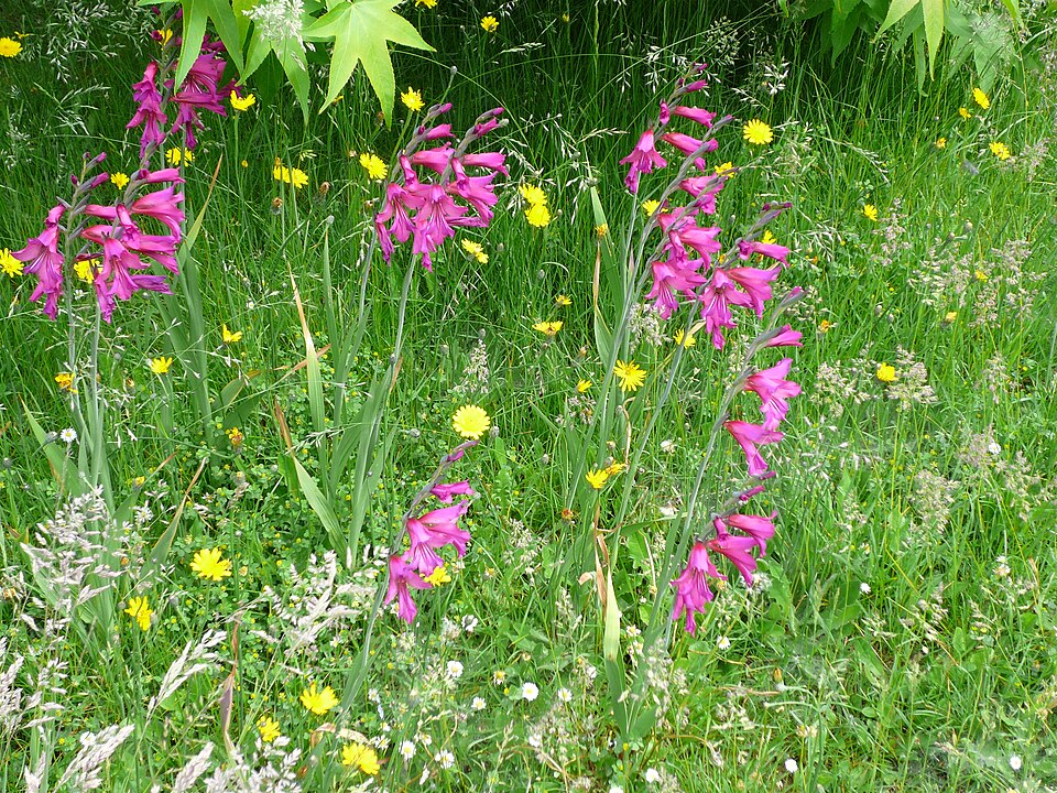 Gladiolus communis ssp. byzantinus (Eastern Gladiolus) (alternate view 6)