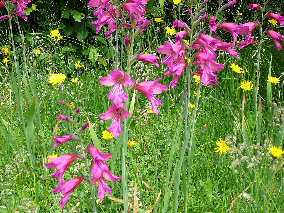 Gladiolus communis ssp. byzantinus (Eastern Gladiolus) (alternate view 7)