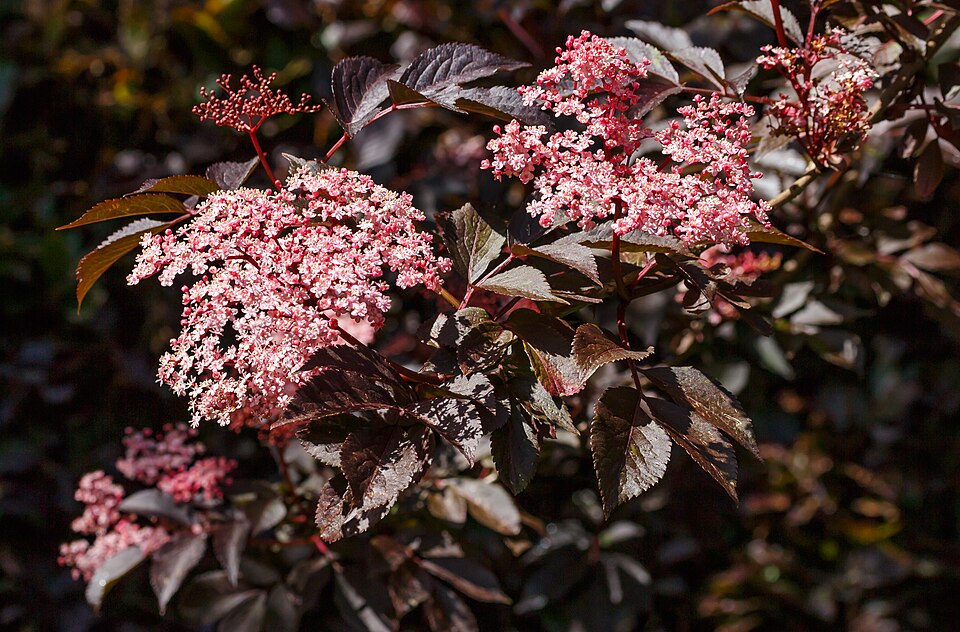 Sambucus nigra 'Guincho Purple' (Guincho Purple Elder)