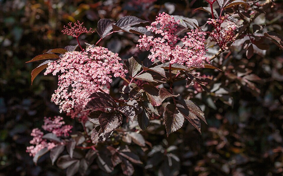Sambucus nigra 'Guincho Purple' (Guincho Purple Elder) (alternate view 2)