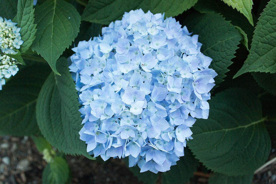Hydrangea macrophylla 'Endless Summer' (Endless Summer Hydrangea) (alternate view 5)