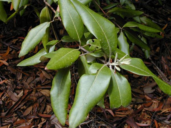 Syncarpia glomulifera (Turpentine) (alternate view 6)