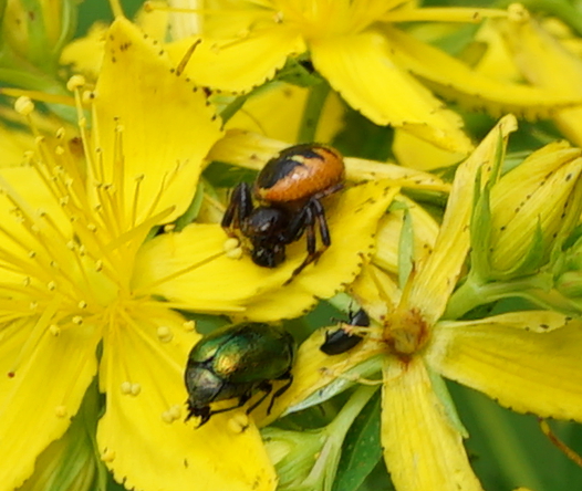 Hypericum (St. John's worts) (alternate view 11)