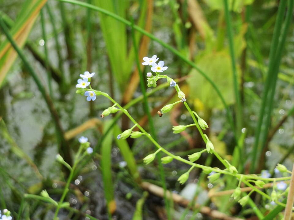 Myosotis scorpioides (water forget-me-not) (alternate view 7)