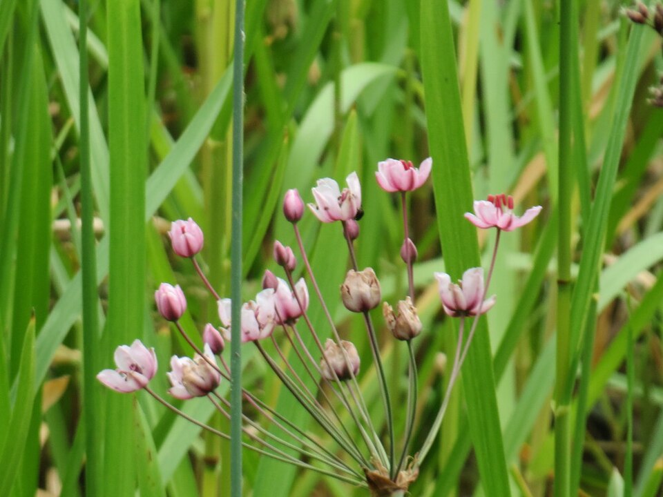 Butomus umbellatus (flowering rush) (alternate view 9)